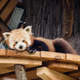 Illustration for article titled Exclusive Photos of the San Francisco Zoo's New Red Panda